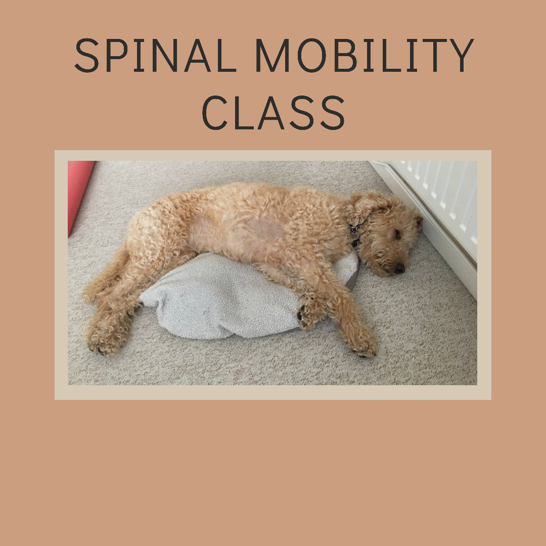 Spinal mobility workout with small ball – 23 mins